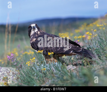 Hawk Swainson's Hawk in Rasen Stockfoto