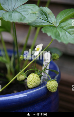 Anbau von Erdbeeren im blauen Blumentopf zu Hause Stockfoto