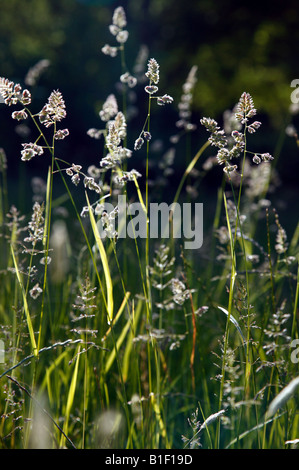 Nahaufnahme der stark hinterleuchtete Gräser Stockfoto