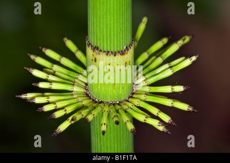 Equisetum Giganteum L EQUISETACEAE Schachtelhalm Pferd Schweif Schachtelhalm Stockfoto