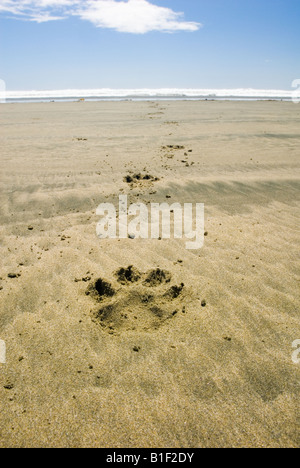 Impressum der Hundepfote in Sand am Long Beach, Pacific Rim National Park, Vancouver Island, British Columbia, Kanada Stockfoto