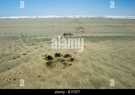 Impressum der Hundepfote in Sand am Long Beach, Pacific Rim National Park, Vancouver Island, British Columbia, Kanada Stockfoto