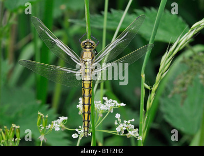 Schwarz-angebundene Abstreicheisen Orthetrum Cancellatum neu entstanden Stockfoto