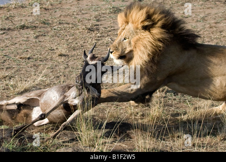 Löwen fangen kleine Wildebeeste am Flussübergang in der Masai mara Stockfoto