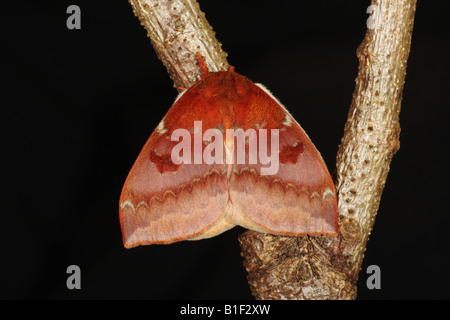 Bullseye Moth - Automeris io Stockfoto