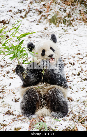 Giant Panda Fütterung auf Bambus Woolong China Stockfoto