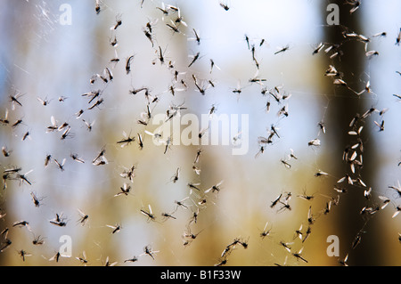 Viele fliegen in einem Spinnen-Netz gefangen. Stockfoto