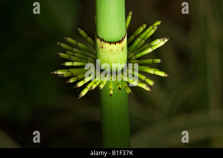 Equisetum Giganteum L EQUISETACEAE Schachtelhalm Pferd Schweif Schachtelhalm Stockfoto