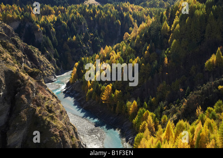 Shotover River und Lärchen im Herbst Historic Skippers Canyon in der Nähe von Queenstown Central Otago Neuseeland Südinsel Stockfoto