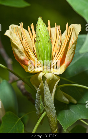 MAGNOLIACEAE Magnolie LIRIODENDRON TULIPIFERA Tulpe Tuliptree Baum Tulpenbaum Sommer gelb grün rot orange Stockfoto