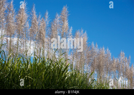 Suger Cane in Blüte in der Nähe von Cairns Far North Queensland Stockfoto