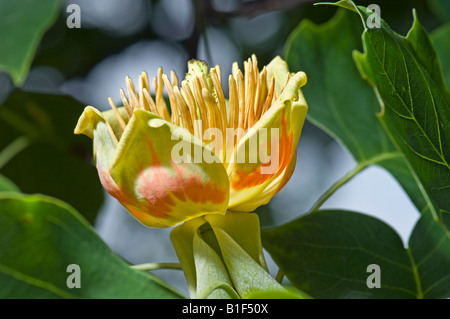 MAGNOLIACEAE Magnolie LIRIODENDRON TULIPIFERA Tulpe Tuliptree Baum Tulpenbaum Sommer gelb grün rot orange Stockfoto