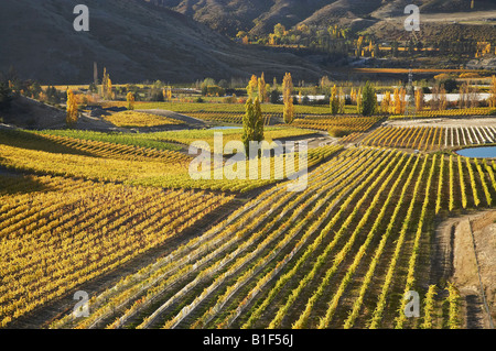 Herbst Farben Felton Road Weinberg Bannockburn in der Nähe von Cromwell Central Otago Neuseeland Südinsel Stockfoto