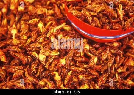 Gebratene Heuschrecken oder Chapulines werden in den Mercado Tlacolulu Oaxaca Mexico verkauft. Stockfoto