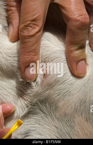 Stock Foto einer Zecke aufgebläht mit Blut und eingebettet in eine Hunde-Haut Stockfoto