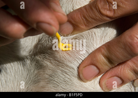Stock Foto einer Zecke aufgebläht mit Blut und eingebettet in eine Hunde-Haut Stockfoto