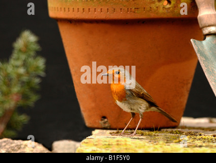 Erithacus Rubecula Robin Rotkehlchen Vögel Vogel Pflanze Topf Töpfe Natur Natur wilde Tierwelt Spezies Barsch thront hocken Stockfoto