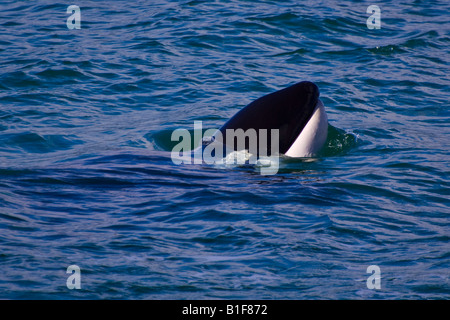 Ein Orca Kalb (Killerwal, Orcinus Orca) "Spion-hopping" Stockfoto