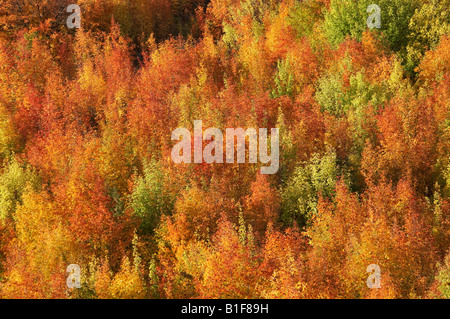 Herbst Farbe Arrowtown in der Nähe von Queenstown Otago Südinsel Neuseeland Stockfoto
