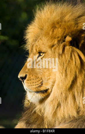 Ein Gefangener männlicher Löwe (Panthera Leo) im Zoo von Wellington Stockfoto