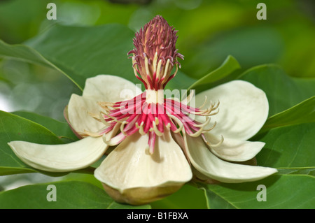 große helle Blume Magnoliaceae japanische schwarze Kiefer Pinus Thunbergii japanische Big-Blatt Weißstämmige Blume Magnolienbaum Asien ASI Stockfoto