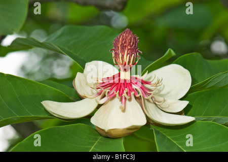 große helle Blume Magnoliaceae japanische schwarze Kiefer Pinus Thunbergii japanische Big-Blatt Weißstämmige Blume Magnolienbaum Asien ASI Stockfoto