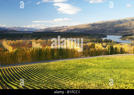 Mt Schwierigkeit Weinberg und Pappeln im Herbst Bannockburn Central Otago Südinsel Neuseeland Stockfoto