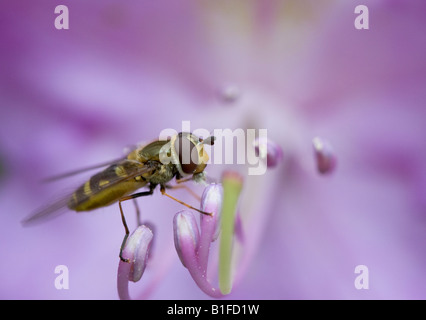 Fliegen Sie ernähren sich von Rhododendron-Blüte Stockfoto