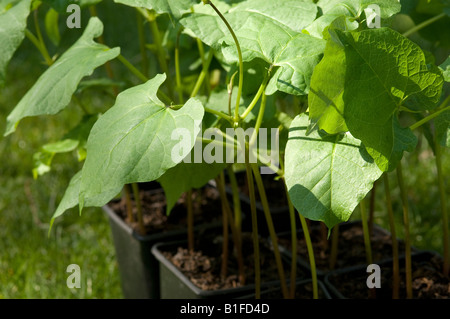 Gartentöpfe mit jungen grünen Bohnen Gemüsepflanzen Großraum England Vereinigtes Königreich GB Großbritannien Stockfoto