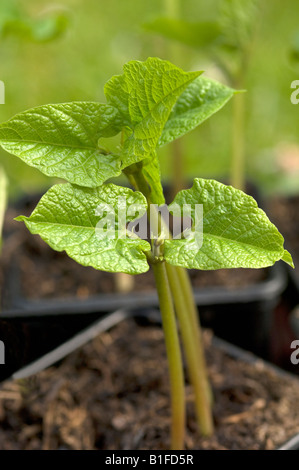 Nahaufnahme junger grüner Bohnen Gemüsesetzlinge Sämlinge Pflanzen Pflanzen Pflanzen in einem Gewächshaus England Vereinigtes Königreich GB Großbritannien Stockfoto