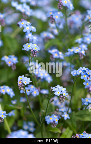 Nahaufnahme der blauen Vergissmeinnicht-Blüten, die im Frühling blühen Garden myosotis England Vereinigtes Königreich GB Großbritannien Stockfoto