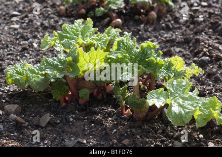 Rhabarber Rheum Stockfoto