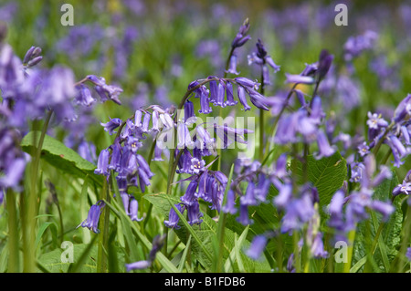 Wildbluebells Blauflächen Blüten Blüten Blüten Blüten Blüten im Frühling nahe North Yorkshire England Vereinigtes Königreich Großbritannien Hyacinthoides Stockfoto