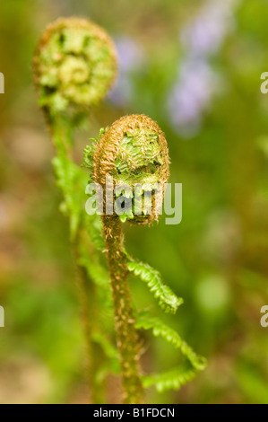 Gekräuselte junge Farnblätter aus nächster Nähe wachsen im Frühjahr England Vereinigtes Königreich GB Großbritannien Stockfoto