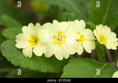 Nahaufnahme der wilden Primrosen Primrose primula vulgaris Blüten Blüten Blüten im Frühjahr North Yorkshire England Vereinigtes Königreich Großbritannien Stockfoto