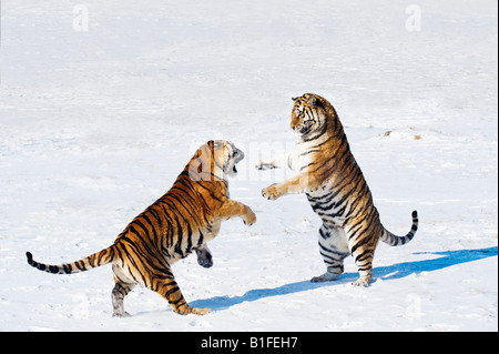 Sibirische Tiger im Schnee China kämpfen Stockfoto