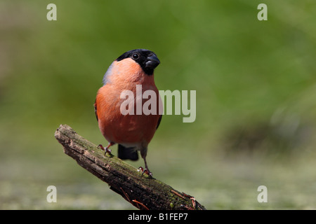 Männliche Gimpel Pyrrhula Pyrrhula am Teich trinken Potton Bedfordshire Stockfoto