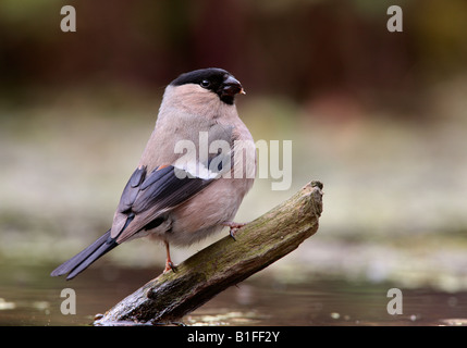 Weiblichen Gimpel Pyrrhula Pyrrhula am Teich Potton Bedfordshire Stockfoto