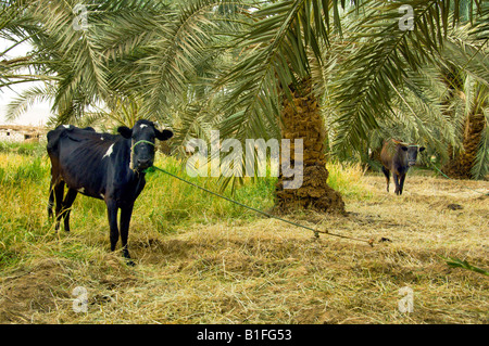 Grasende Kühe auf einer Palme Weide nahe dem Dorf von Bawiti-Oase Bahariya-Ägypten Stockfoto