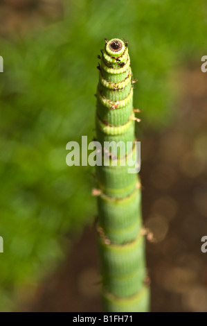 Equisetum Giganteum L EQUISETACEAE Schachtelhalm Pferd Schweif Schachtelhalm Stockfoto