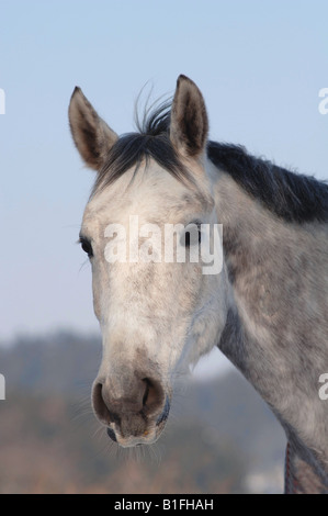 Dappled Grauschimmel Portrait Stockfoto