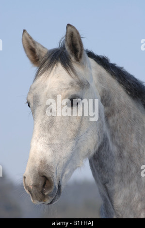 Dappled Grauschimmel Portrait Stockfoto