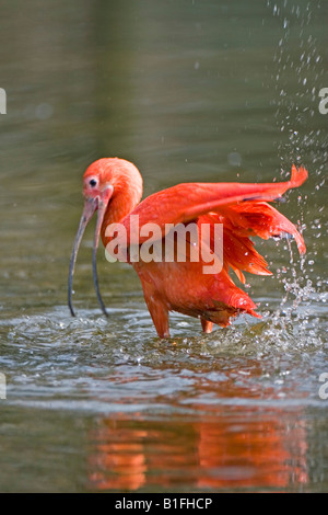 Scharlachsichler Roter Sichler Scharlachibis Scharlachsichler Eudocimus Ruber scarlet ibis Stockfoto