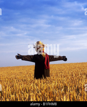 Vogelscheuche in einem Weizenfeld Stockfoto