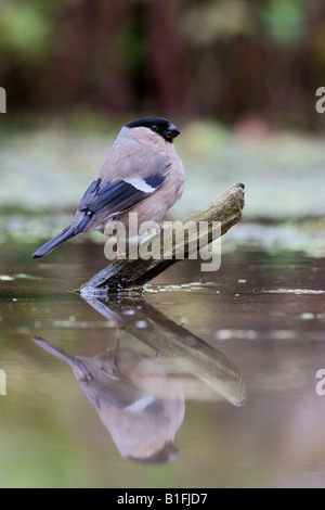 Weiblichen Gimpel Pyrrhula Pyrrhula am Teich trinken mit Spiegelung im Wasser Potton Bedfordshire Stockfoto