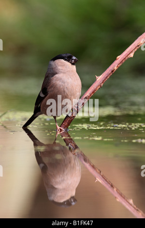 Weiblichen Gimpel Pyrrhula Pyrrhula am Teich trinken mit Spiegelung im Wasser Potton Bedfordshire Stockfoto