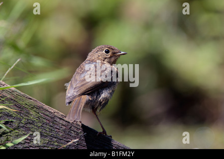 Young Robin Erithacus Rubecula gehockt Log Teich Potton Bedfordshire Stockfoto