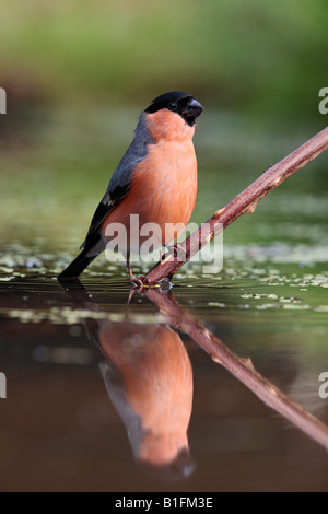 Männliche Gimpel Pyrrhula Pyrrhula am Teich trinken mit Spiegelung im Wasser Potton Bedfordshire Stockfoto