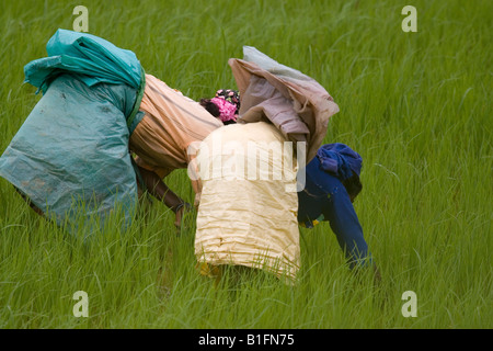 Frauen arbeiten in einem Reisfeld in Südindien. Sie tragen Kleidung, die sie vor der Sonne schützt, wie sie funktionieren. Stockfoto