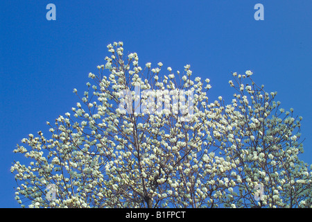Magnolie Stockfoto
